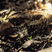 Puerto Rican Nightjar